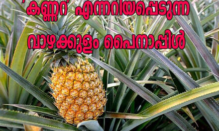 ‘കണ്ണറ’ എന്നറിയപ്പെടുന്ന വാഴക്കുളം പൈനാപ്പിൾ