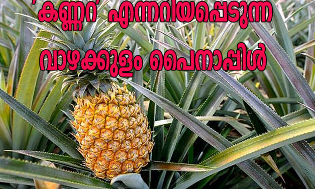 ‘കണ്ണറ’ എന്നറിയപ്പെടുന്ന വാഴക്കുളം പൈനാപ്പിൾ